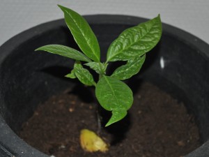 avocadoplante